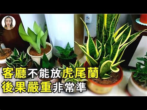 虎頭蘭風水|【虎尾蘭風水】虎尾蘭風水指南：招財旺運、避厄除煞